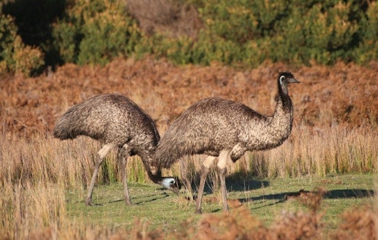 Runaway Emu Turns Quiet Sarasota Block Into Morning Sideshow
