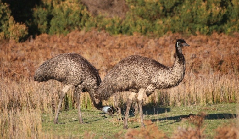 Runaway Emu Turns Quiet Sarasota Block Into Morning Sideshow