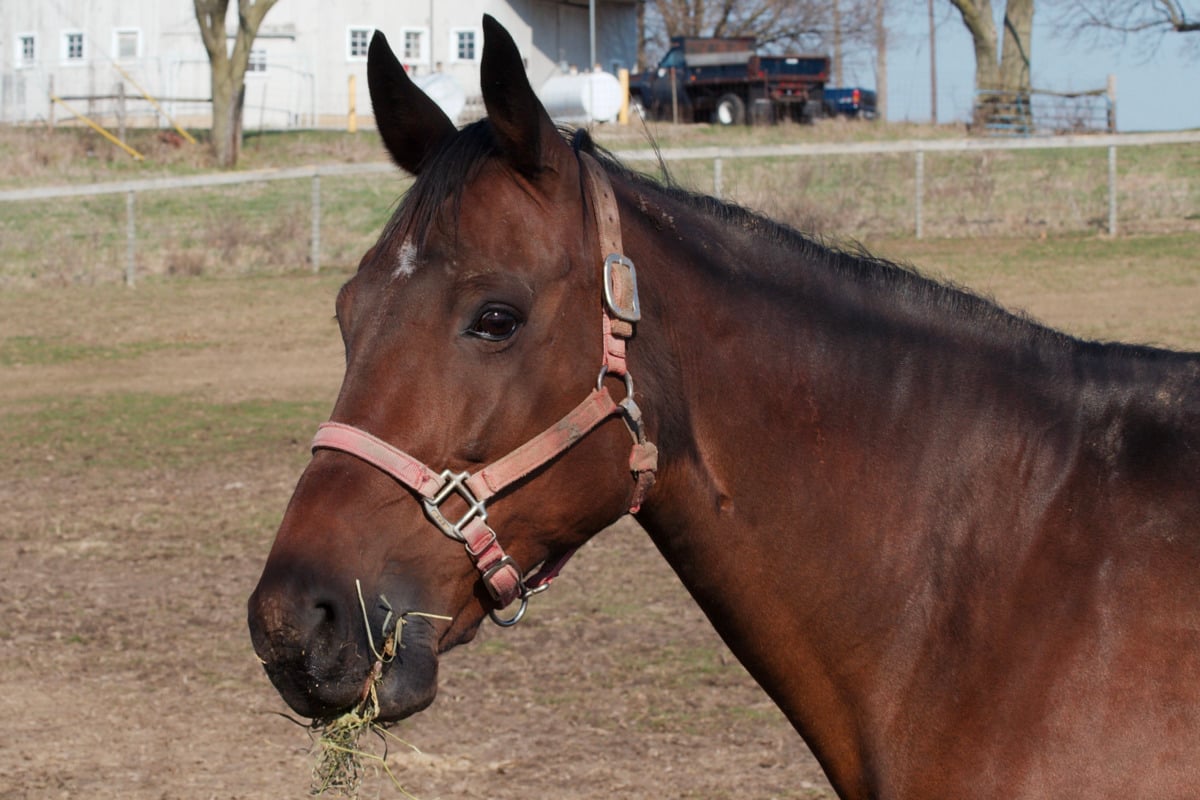 Runaway Horses Bolt Onto Caledonia Tracks as Amtrak Strikes One