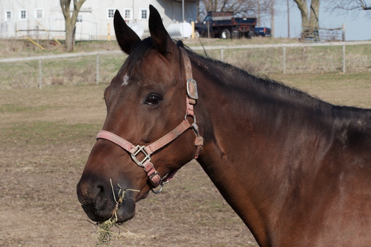 Runaway Horses Bolt Onto Caledonia Tracks as Amtrak Strikes One