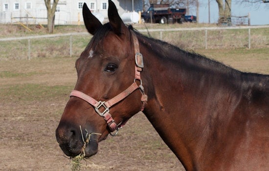 Runaway Horses Bolt Onto Caledonia Tracks as Amtrak Strikes One
