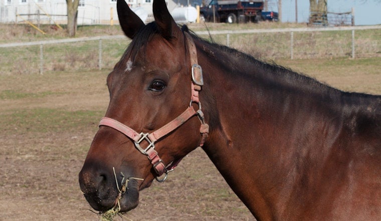 Runaway Horses Bolt Onto Caledonia Tracks as Amtrak Strikes One