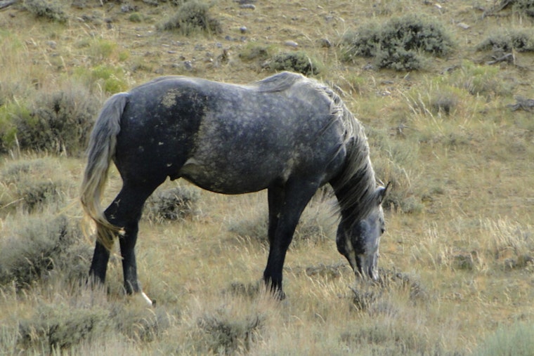 Sacramento Judge Slams Brakes On Feds’ Wild Horse Roundup Plan