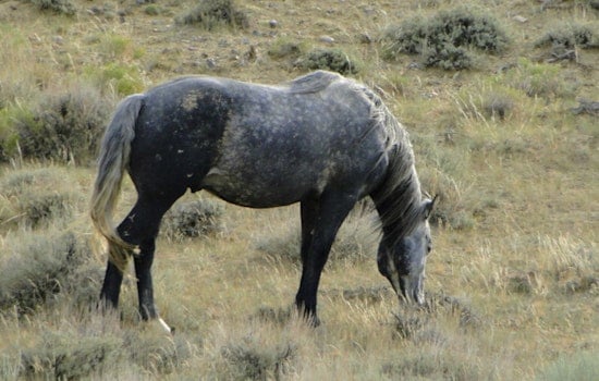 Sacramento Judge Slams Brakes On Feds’ Wild Horse Roundup Plan