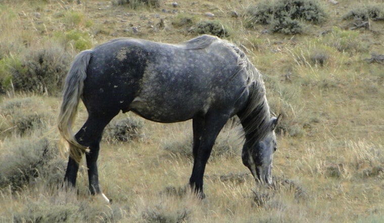 Sacramento Judge Slams Brakes On Feds’ Wild Horse Roundup Plan