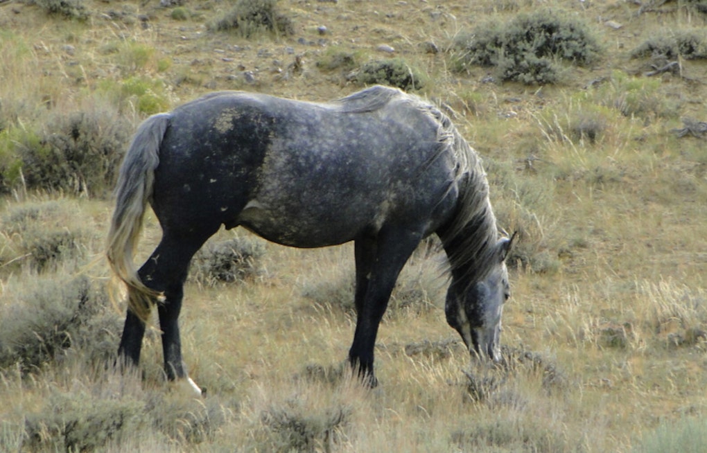 Sacramento Judge Slams Brakes On Feds’ Wild Horse Roundup Plan