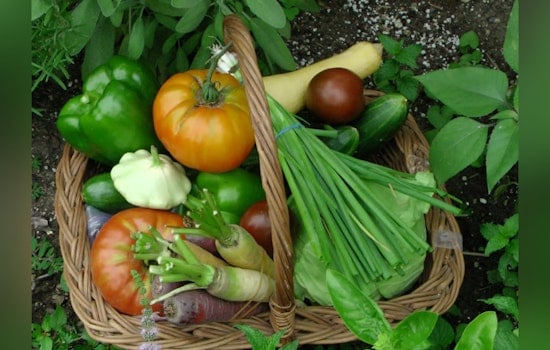 Sacramento Scrambles To Revive CalFresh Veggie Perk With $20 Million Lifeline
