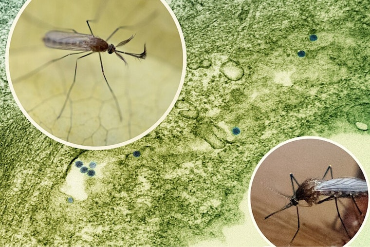 Salt Lake County Logs First 2026 West Nile Case As Mosquitoes Surge