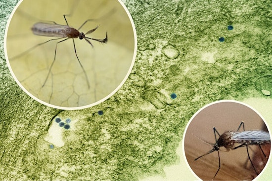 Salt Lake County Logs First 2026 West Nile Case As Mosquitoes Surge