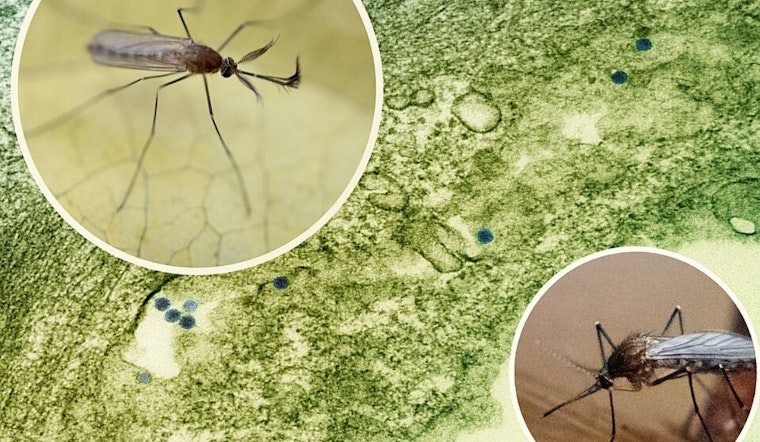 Salt Lake County Logs First 2026 West Nile Case As Mosquitoes Surge