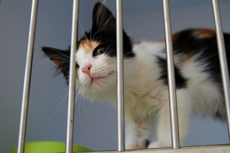 Salt Lake’s 500-Pet Adoption Bash Returns After Seven-Year Break