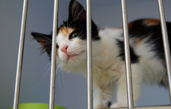 Salt Lake’s 500-Pet Adoption Bash Returns After Seven-Year Break