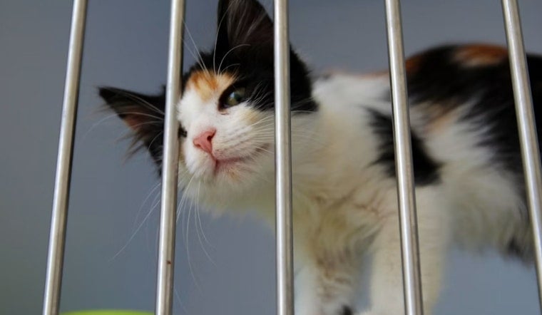 Salt Lake’s 500-Pet Adoption Bash Returns After Seven-Year Break