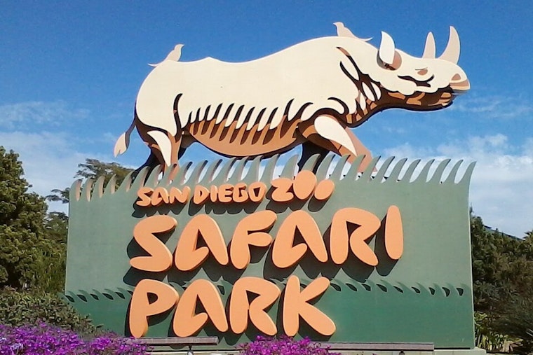 San Diego Silverback Survives Groundbreaking Skull Surgery at Safari Park