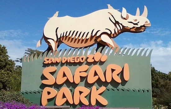 San Diego Silverback Survives Groundbreaking Skull Surgery at Safari Park