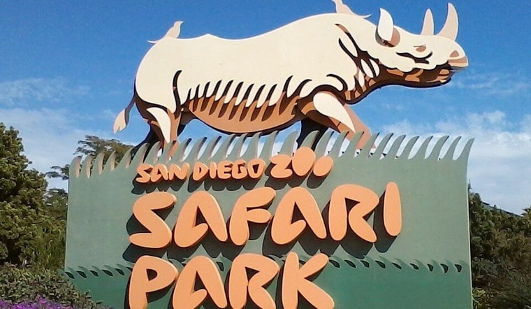 San Diego Silverback Survives Groundbreaking Skull Surgery at Safari Park