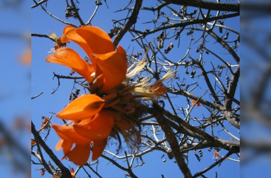 San Vicente Coral Trees Facing Removal in Santa Monica