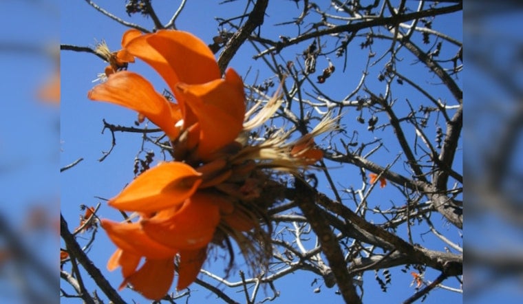 San Vicente Coral Trees Facing Removal in Santa Monica
