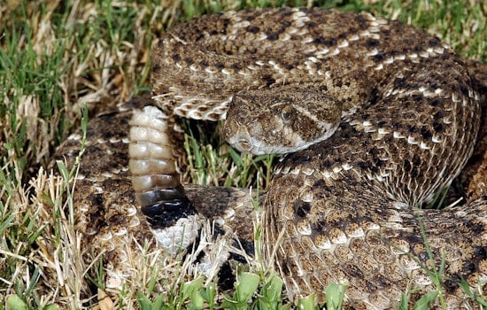 Santa Clarita Toddler Nailed By Rattlesnake Lurking Under Amazon Box