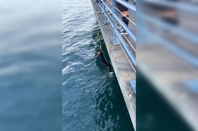 Santa Monica Fisherman Yanked Off Pier By ‘Baby Shark’ In Wild Caught-on-Cam Spill