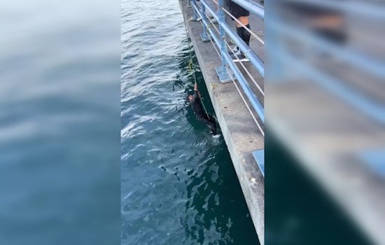 Santa Monica Fisherman Yanked Off Pier By ‘Baby Shark’ In Wild Caught-on-Cam Spill