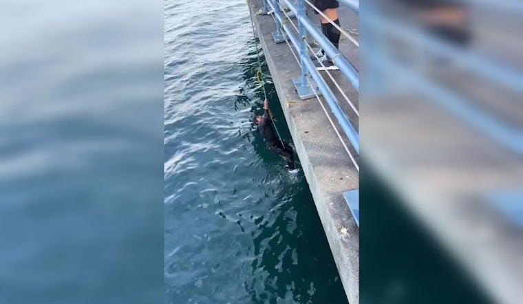 Santa Monica Fisherman Yanked Off Pier By ‘Baby Shark’ In Wild Caught-on-Cam Spill