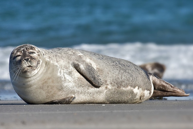 Seal Pup Shuts Down Tacoma Dock For Mother‑Child Chill Time