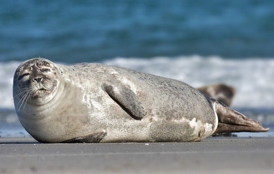 Seal Pup Shuts Down Tacoma Dock For Mother‑Child Chill Time