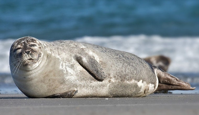 Seal Pup Shuts Down Tacoma Dock For Mother‑Child Chill Time