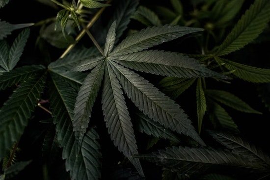 Seattle Pot Farms Drowning In Bud As Legal Weed Sales Go Up In Smoke