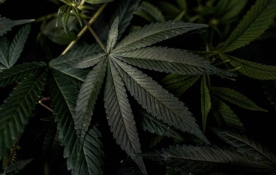 Seattle Pot Farms Drowning In Bud As Legal Weed Sales Go Up In Smoke