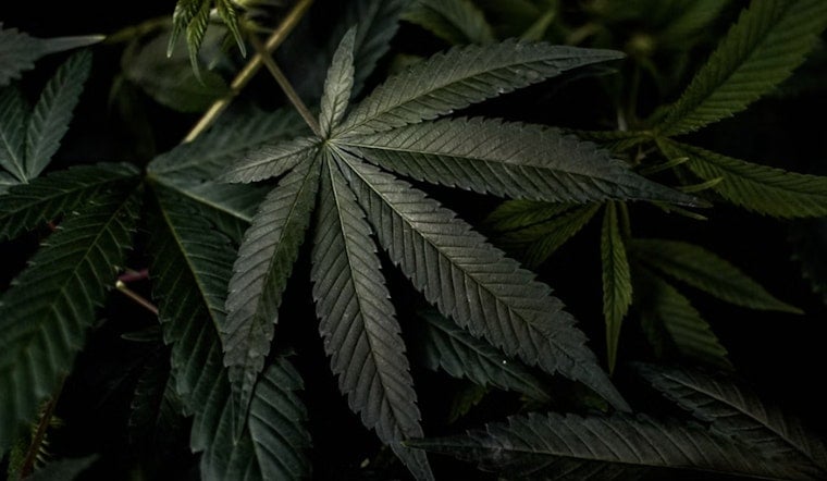 Seattle Pot Farms Drowning In Bud As Legal Weed Sales Go Up In Smoke