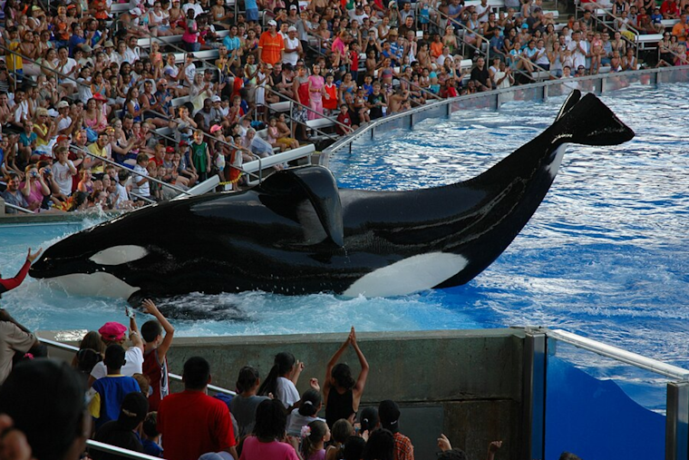 SeaWorld Orlando Guards Say They’re Alone With Killer Whales On $16.50 An Hour