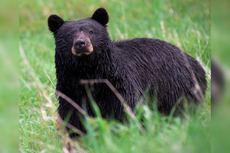 Seed-Snatching Bear Turns Sandy Springs Yard Into Midnight Buffet