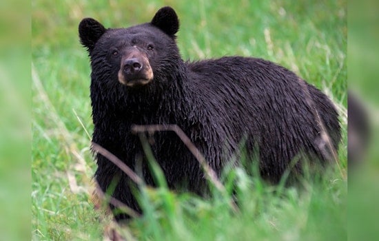 Seed-Snatching Bear Turns Sandy Springs Yard Into Midnight Buffet