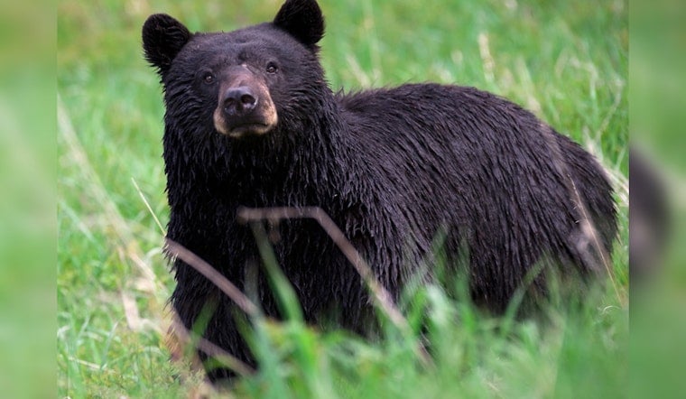 Seed-Snatching Bear Turns Sandy Springs Yard Into Midnight Buffet