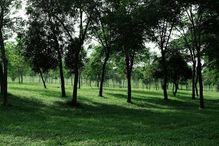 Serial Tree Vandal Bleeds St. Paul Riverfront Budget