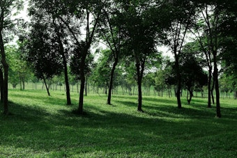 Serial Tree Vandal Bleeds St. Paul Riverfront Budget