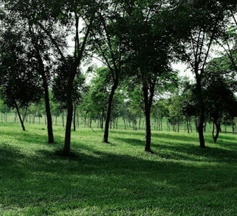 Serial Tree Vandal Bleeds St. Paul Riverfront Budget