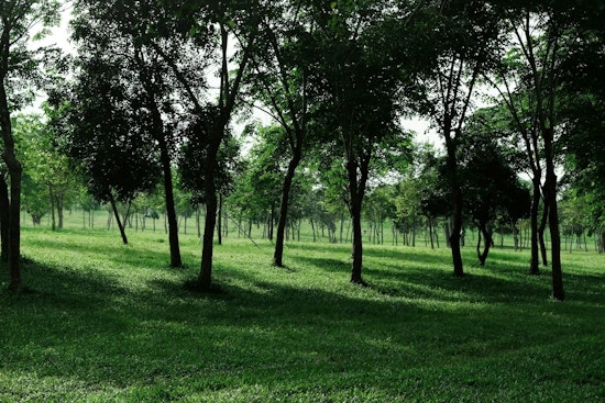 Serial Tree Vandal Bleeds St. Paul Riverfront Budget