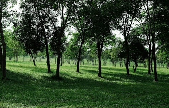 Serial Tree Vandal Bleeds St. Paul Riverfront Budget