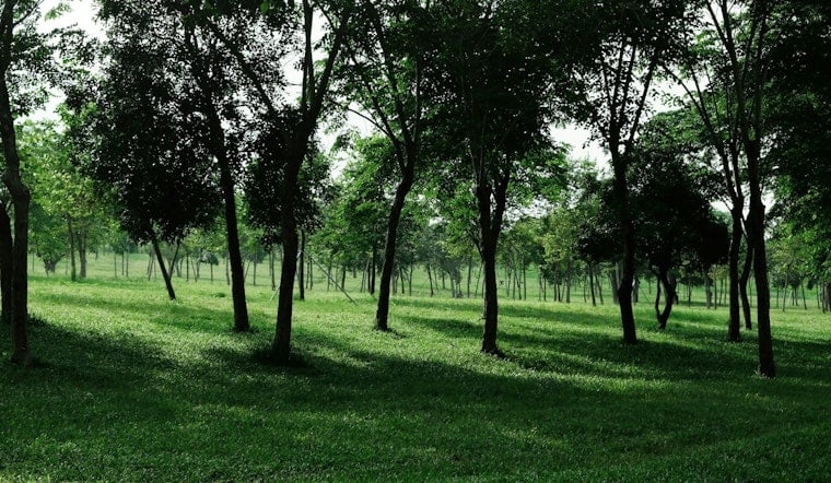 Serial Tree Vandal Bleeds St. Paul Riverfront Budget