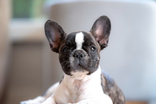 Seven Dumped Frenchies Rattle Quiet Rancho Santa Fe