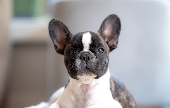 Seven Dumped Frenchies Rattle Quiet Rancho Santa Fe