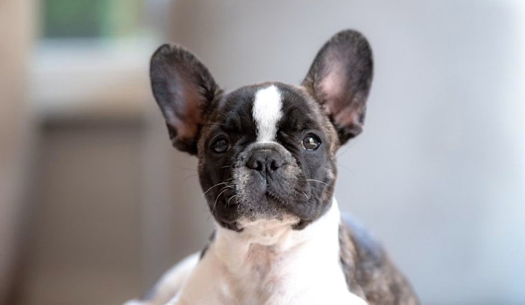 Seven Dumped Frenchies Rattle Quiet Rancho Santa Fe