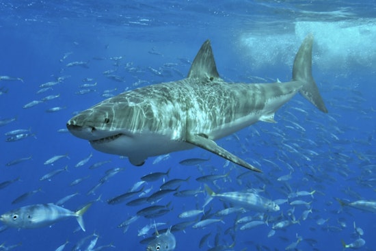 Shark Alarm at Point Lookout: 9-Footer Clears Hempstead Beaches