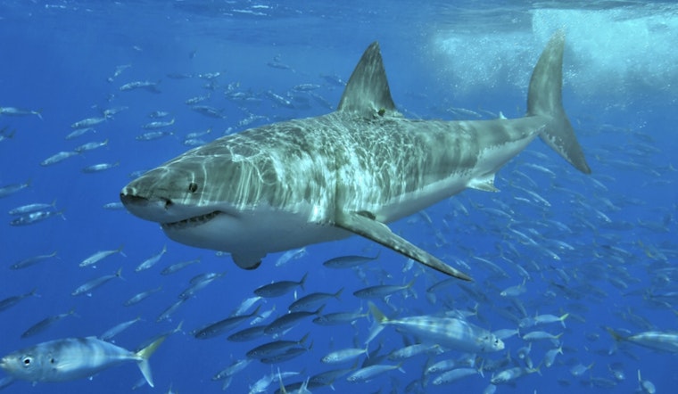 Shark Alarm at Point Lookout: 9-Footer Clears Hempstead Beaches