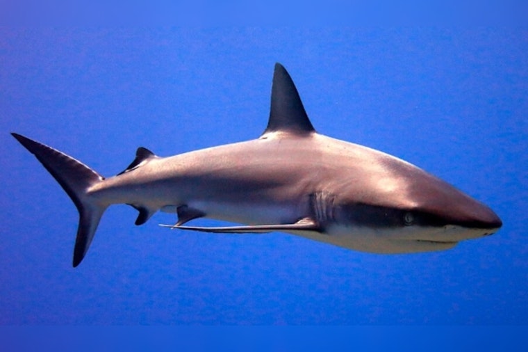 Shark Latches Onto Teen’s Leg off Ossabaw Island as Dock Neighbors Turn Into Lifesavers