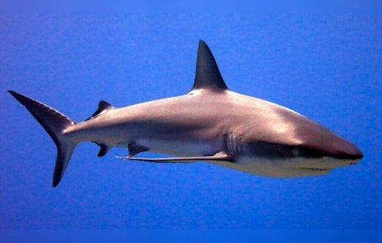 Shark Latches Onto Teen’s Leg off Ossabaw Island as Dock Neighbors Turn Into Lifesavers