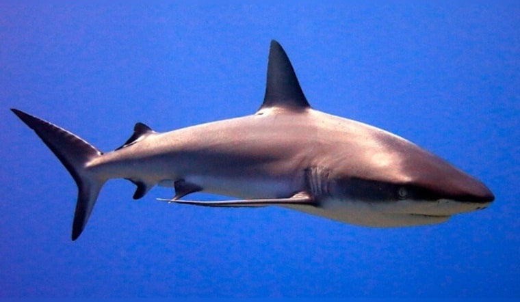 Shark Latches Onto Teen’s Leg off Ossabaw Island as Dock Neighbors Turn Into Lifesavers